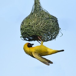 Southern Masked Weaver (Ploceus velatus) building a neat, finely woven nest