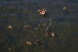 duck and little ducklings in the lake