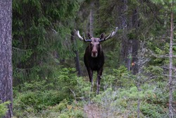 Handsome elk in the forest. Summer in Finland. Finnish moose