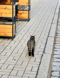 street cat for a walk