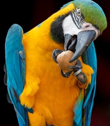 Closeup portrait of a blue and yellow Macaw parrot (Ara ararauna) cracking the nut
