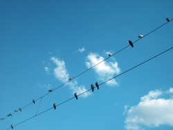  birds sitting on power lines over clear sky