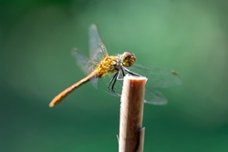 Dragonfly hold on dry branch over green floral background. Dragonfly in the nature. Macro shots, dragonfly in the nature habitat. Beautiful nature scene with dragonfly outdoor