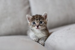Cute, little baby cat at home