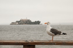 Seagull in front of the infamous Alcatraz Island, San Francisco, California - United States of America aka USA