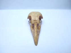 Raven skull front view close up look 