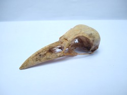 Raven skull (crow) side view 
