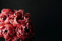 Pink peonies over dark background. Moody floral baroque style image