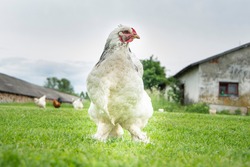 Brahma chicken on the farm, white chicken on green grass, poultry breeding on the farm, poultry breeding