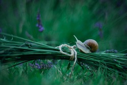 beautiful brown snail on lavender flowers in the garden, lavender bloom in summer