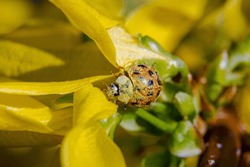 Asian beetle (ladybug) on a Forsyth plant