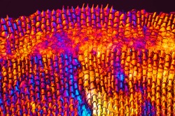 Colorful, abstract micrograph of fish scale, northern red snapper, Lutjanus campechanus, with polarization at 40x.