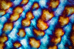 Colorful, abstract micrograph of fish scale, northern red snapper, Lutjanus campechanus, with polarization at 40x.