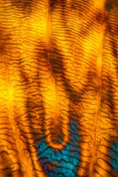 Colorful, abstract micrograph of a fish scale, calico bass,Paralabrax clathratus, with polarization at 100x.