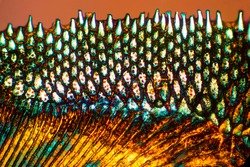Colorful, abstract micrograph of a fish scale, calico bass,Paralabrax clathratus, with polarization at 40x.