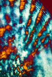 Colorful, abstract micrograph of fish scale, sculpin (Cottidae) with polarization at 40x.