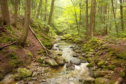 Kidder Brook, a small stream in the woods of Sunapee, New Hampshire, in the summertime.
