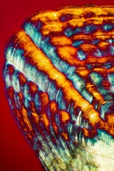 Colorful, abstract micrograph of fish scale, sculpin (Cottidae) with polarization at 40x.