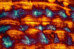 Colorful, abstract micrograph of fish scale, sculpin (Cottidae) with polarization at 100x.