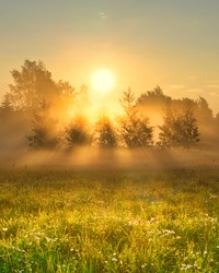Early morning scenery in field. Sun casting beautiful rays of light through the mist and trees. Vibrant rays of sunlight in hazy meadow. Chamomile field in sunshine. Yellow sunrise with fog in summer.