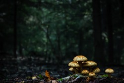 Close-up of yellow golden mushrooms in dense forest. Dark background. Wild fungi growing on tree roots. Dark green tones. Softy light in forest Fungi in dense forest Family of mushrooms Autumn in wood