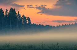 Fog over green field before sunrise. Misty early morning scene. Pink sky above pine forest. Foggy nature landscape with pine trees. Mist over meadow. Hazy summer evening after sunset Tranquil twilight