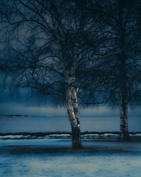 Moody nature. Birch tree by the sea at blue hour. Finland, Baltic sea. Gloomy depressed weather. Cold day in early spring. Solitude and stillness. 