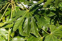 Large leaves of Fatsia japonica plant close-up. The flora of the south of France.