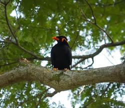 myna the indian bird very fast in air and is very lightweight