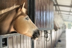 Horse looking out from his stable