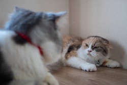 Angry cat hisses to another cat