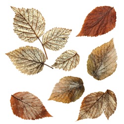 dry fall leaf of raspberry, elements raspberry leaves lay out on  background for scrapbook, object, roughage autumn silver leaves