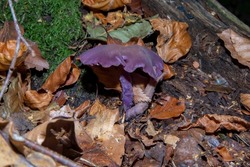 A close up of a deep purple Amethyst Deceiver growing amongst the fallen leaves.