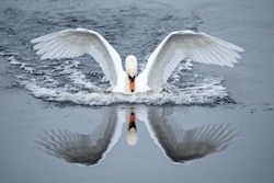A beautiful Mute Swan landing on the surface of a lake, casting its reflection onto the water.