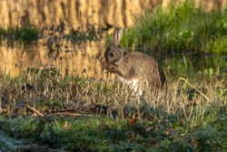 A wild rabbit feeding in a wetlands swamp