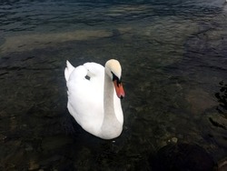 White swan in mountain lake.  White swan in Switzerland lake. 