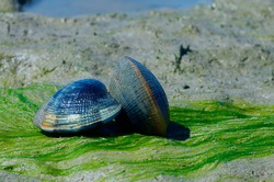 Grooved carpet shell, or Palourde clam, latin name : Ruditapes decussatus. Tasty edible clam laid on sand and green algae. famous and common bivalve mollusc in europe. sea food clam on natural habitat
