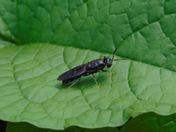 This is a Black Soldier Fly, one type of fly that is found in places where there is organic waste.