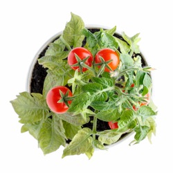 Small bush of cherry tomatoes grows in a flower pot. Home cultivated potted tomatoes isolated on white. Top view.