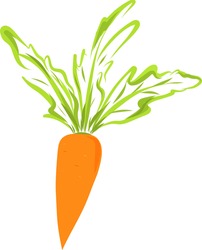 Bright orange vector carrot clip art isolated on white background. Lush foliage botanical digital illustration. Garden vegetable design element.
