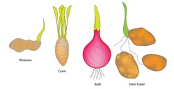 Different Types of underground stem, rhizome, corm, bulb, stem tuber, Bulb - Short, upright organ leaves modified into thick flesh scales. Tulips, daffodils and Lilies. Corm - Short, upright, hard 