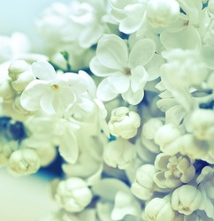 white flowers of lilac