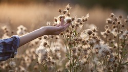Girl touch thistle flowers with fluffy seeds on the meadow, hand close up. Evening light, beautiful sunset, neutral colors, soft focus. Natural background, website banner.
