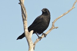 Crow perched on tree branch