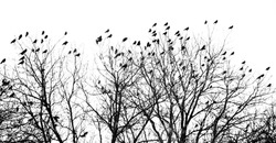 Crowded tree of birds in winter time, Czech Republic