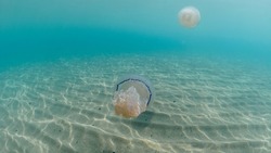 	
mediterranean jellyfish . Two jellyfish in Mediterranean Sea swimming and dancing, two barrel jellyfish in Mediterranean Sea, jellyfish . jelly . underwaterjellyfish, underwater Animal, sandy beach.