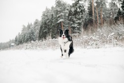 Black and white border collie dog running in snowy winter forest