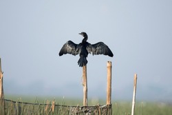 Cormorant bird resting on a pole with use of selective focus on a particular part of the bird, with rest of the bird, the pole and everything else blurred.