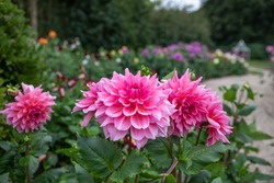 Flower field with pink Dahlias name Otto's Thrill