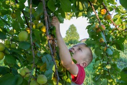 child and green apricots
